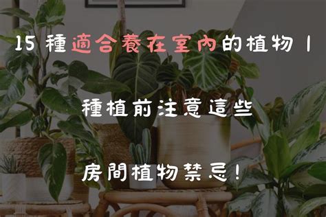 房間可以擺花嗎|15 種適合養在室內的植物｜種植前注意這些房間植物 